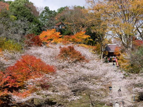 川見四季桜の里