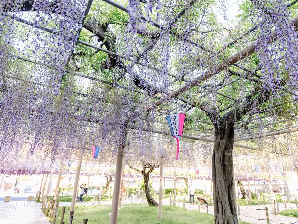 曼陀罗寺公园 江南藤花节