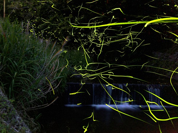 Tokkawa River Hotaru-no-Sato (Firefly Village)