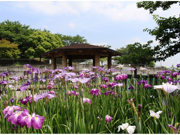 佐屋川創郷公園　ハナショウブ