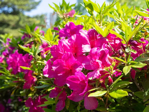 岡崎城公園のつつじ