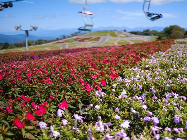 茶臼山高原