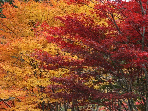 面ノ木園地(天狗棚)