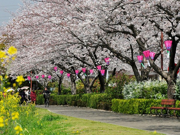 石瀬川堤防　櫻花節
