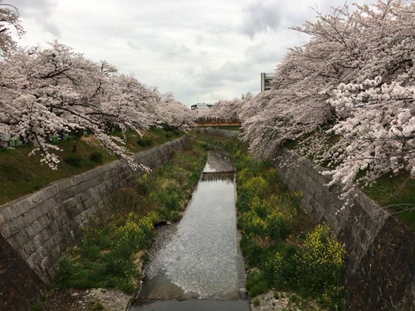 山崎川的櫻花