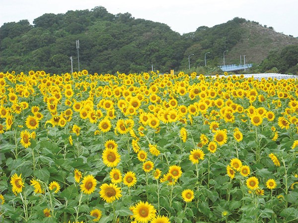 ฮานะฮิโรบะ สวนเกษตรเพื่อการท่องเที่ยว