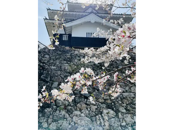 春まつり（さくら）