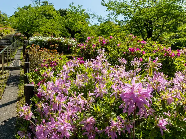 東山動植物園のつつじ