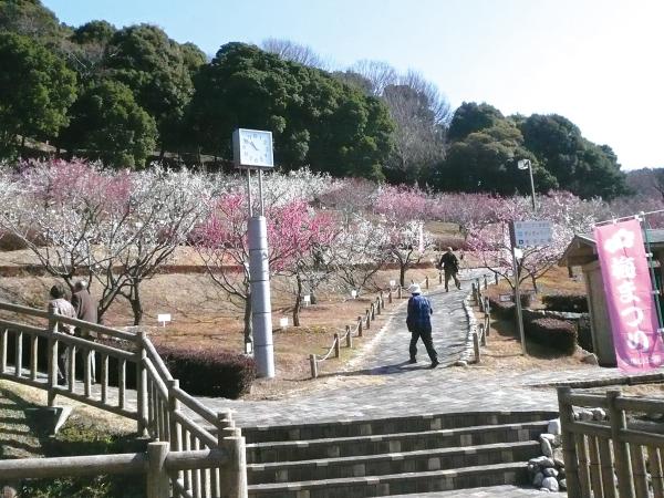 赤塚山公园梅花节