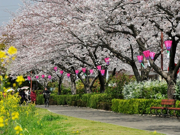桃山公園　桜まつり