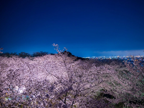 豊川市桜まつり