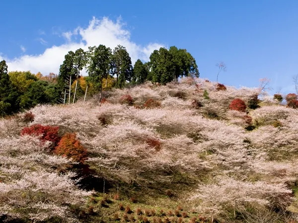 小原四季桜まつり（愛知の紅葉）