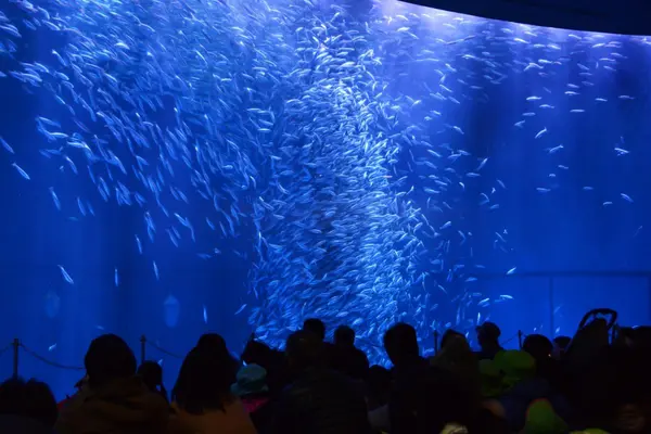 名古屋港水族館