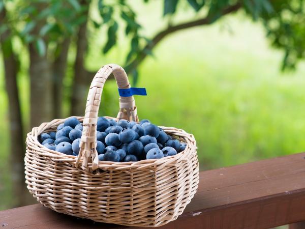 Blueberry Farm Okazaki