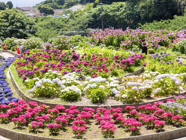 Katahara Hot Spring Hydrangea Festival