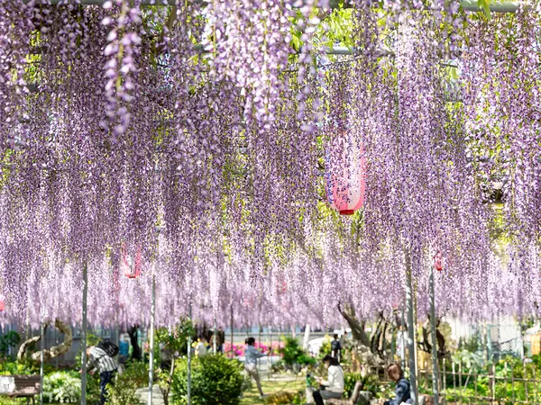 広藤園藤まつり