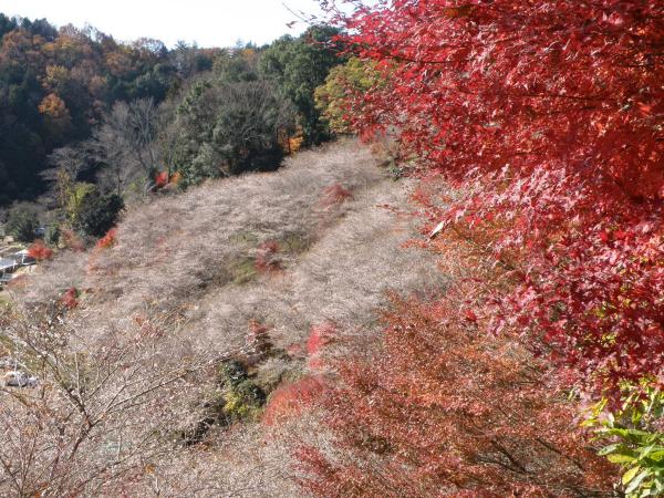 小原四季樱节
