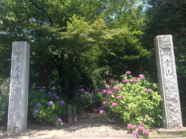 本光寺紫陽花節