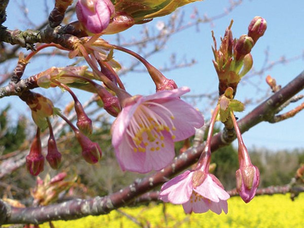 Rapeseed and Cherry Blossom Festival