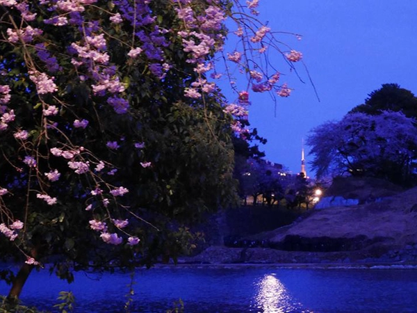 名城公園の桜