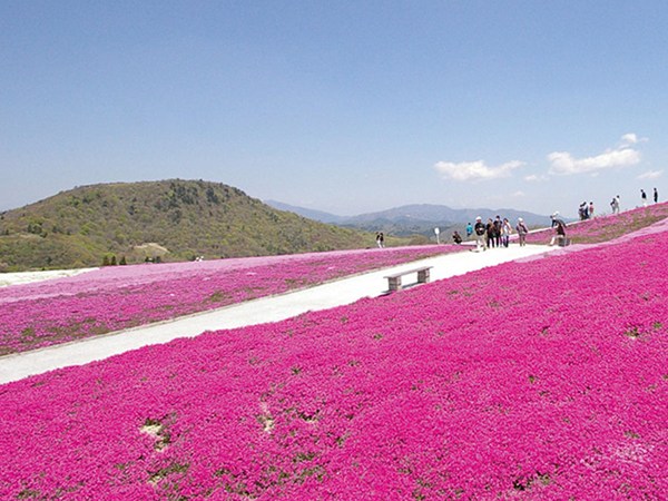 Mt. Chausu Highland Creeping Phlox Festival
