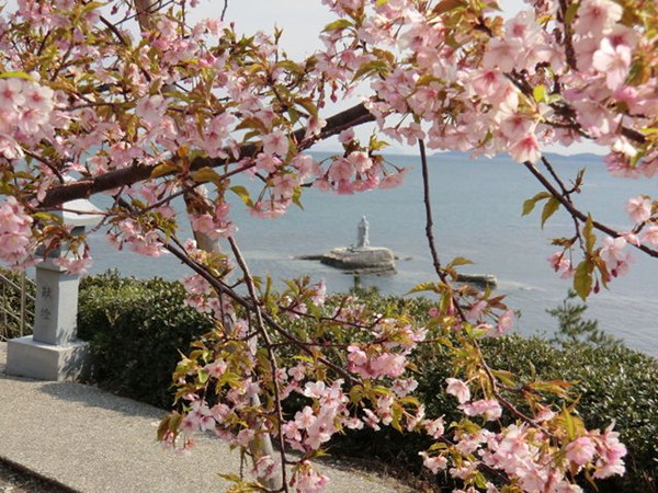 聖崎公園的河津櫻