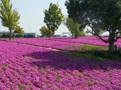弥富市　芝桜まつり