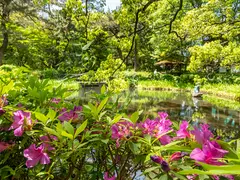 大倉公園つつじまつり