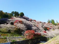 小原四季桜まつり（愛知の紅葉）