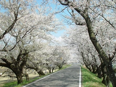 一宮桜まつり　大江川緑道　ライトアップ