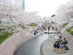 滝頭桜まつり