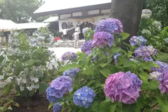 尾西あじさいまつり