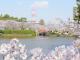刈谷桜まつり【亀城公園】