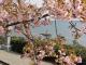 聖崎公園の河津桜