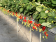 very berry farm