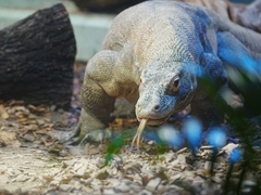 東山動植物園春まつり