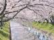 大口町 桜まつり及び桜ライトアップ