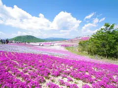 茶臼山高原芝桜まつり