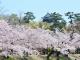 岡崎の桜まつり
