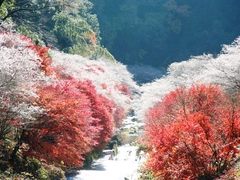 川見四季桜の里