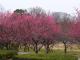 平芝公園梅まつり