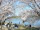 刈谷桜まつり（洲原公園）