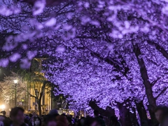 鶴舞公園 桜まつり