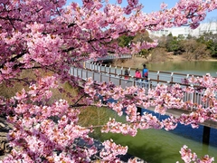 桃山公園　桜まつり