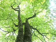 段戸裏谷原生林(きららの森)
