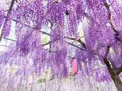 広藤園藤まつり