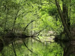愛知県民の森