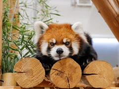 豊橋総合動植物公園,のんほいパーク