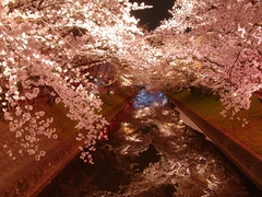大口町 桜まつり及び桜ライトアップ