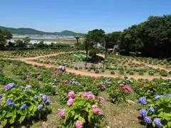 渥美あじさいの森
